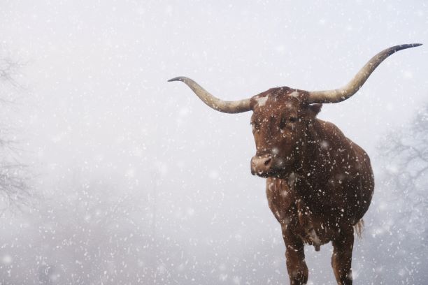Tormenta de invierno en Texas: Consejos para mantenerse seguro y caliente, EnerWisely