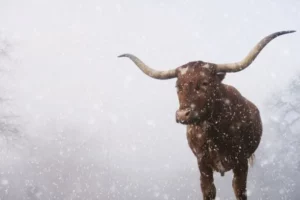 Read more about the article Texas Winter Storm: Tips to Stay Safe & Warm